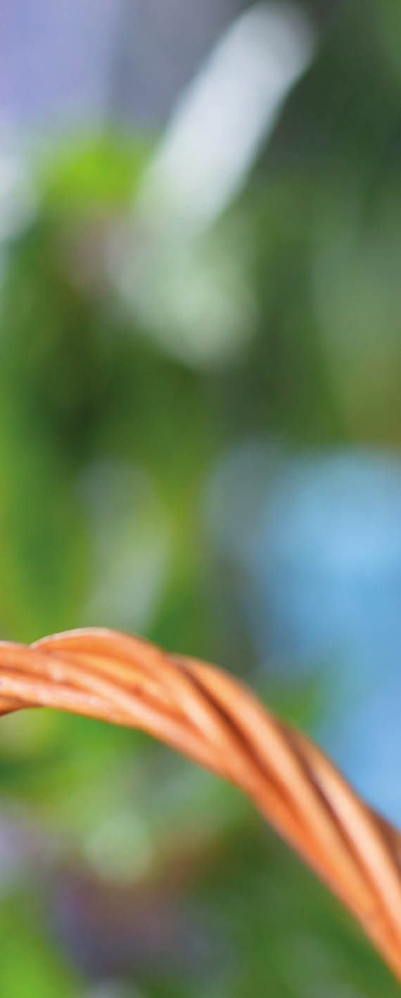 A beautiful wavy parrot of blue color sits without a cage. Tropical birds at home. Feathered favorites