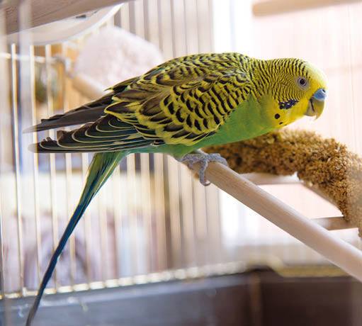 Parrot eats from dry ear grass. Cute green budgie sits in birdcage and pecks