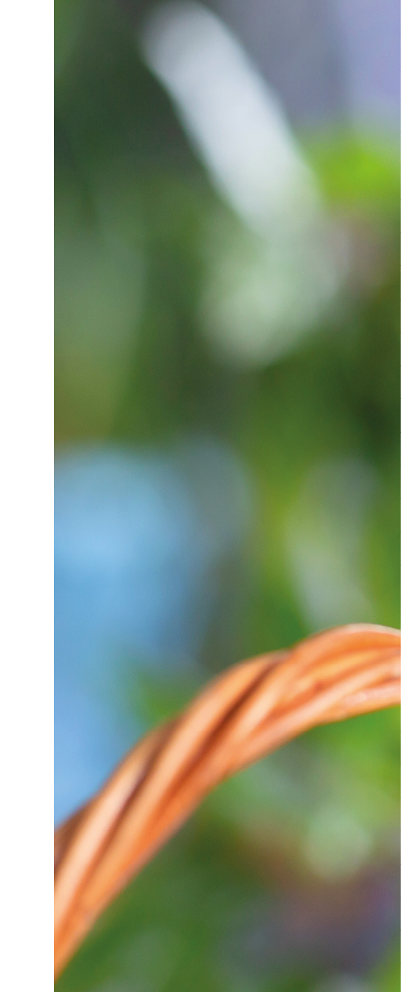 A beautiful wavy parrot of blue color sits without a cage. Tropical birds at home. Feathered favorites