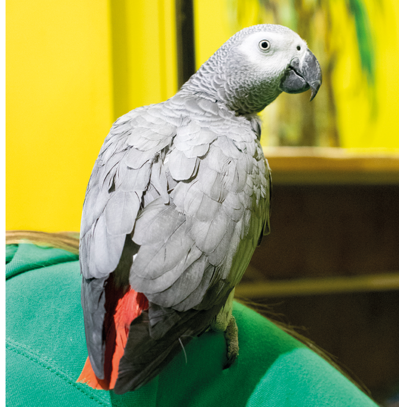 parrot gray with red tail sits  bird