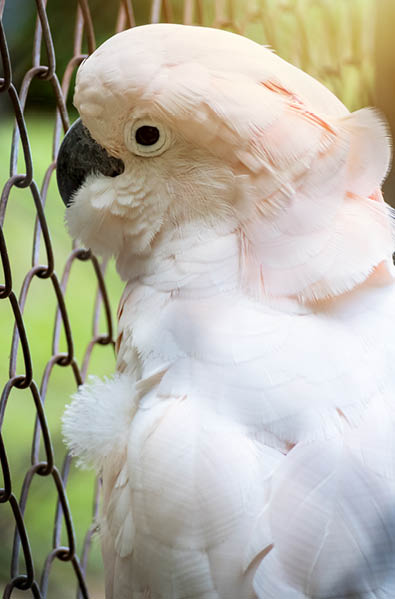 Close-up image of unhappy Cockatoo (Cacatua Vieillot) bird imprisoned in cage  Cruelty animal concept 
