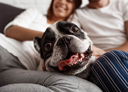 Young beautiful couple resting on sofa with dog  Focus on pug 