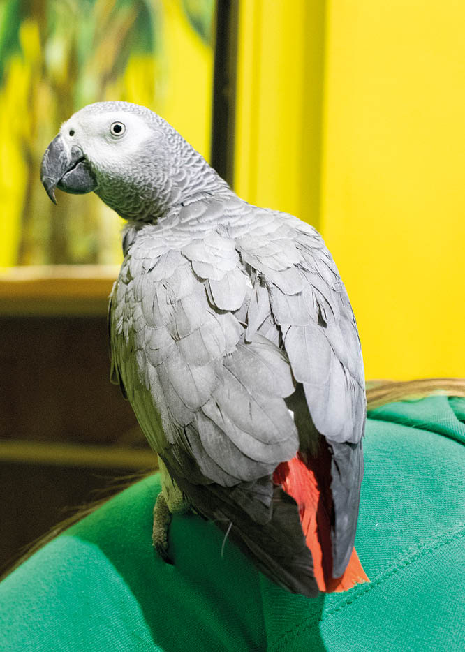 parrot gray with red tail sits  bird