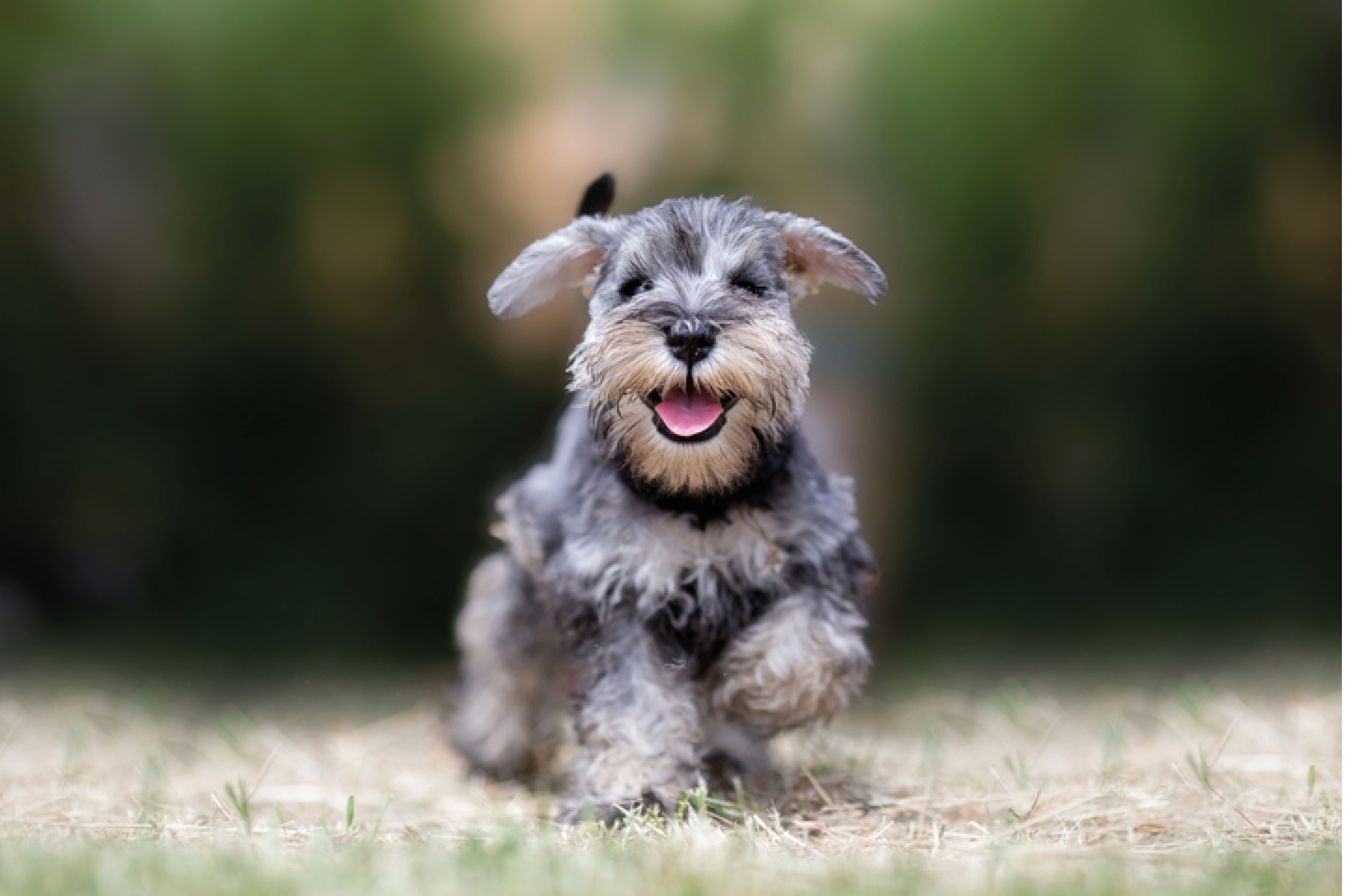 Miniature puppy Schnauzer at Play