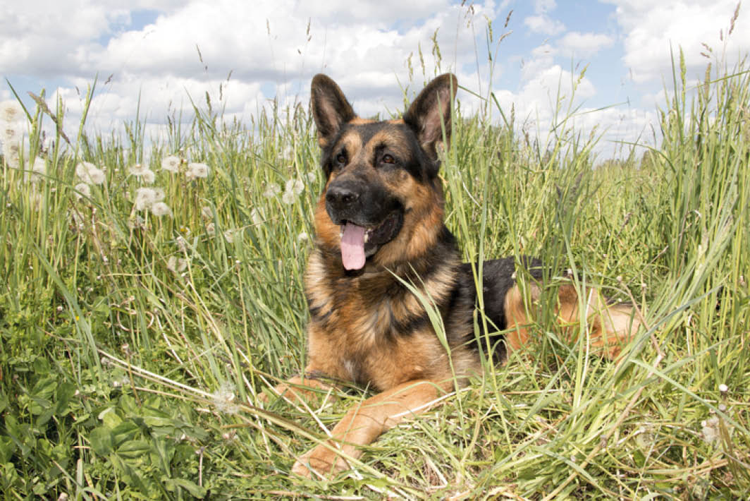 Dog german shepherd in a summer day and grass around