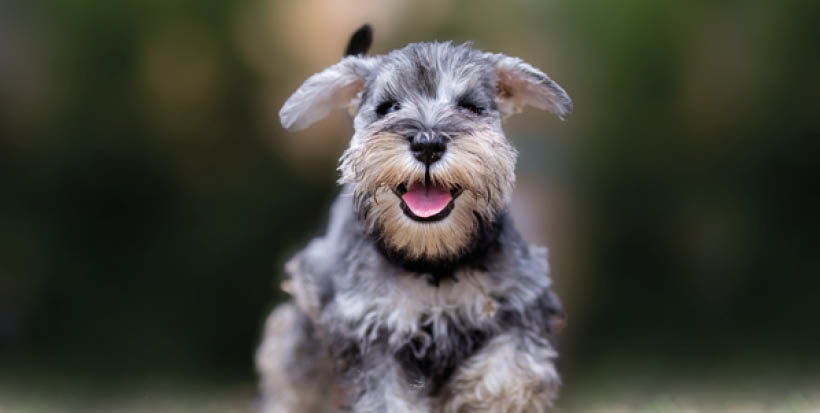 Miniature puppy Schnauzer at Play