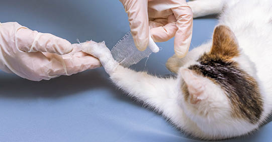 The veterinarian imposes a bandage on the damaged leg of the cat