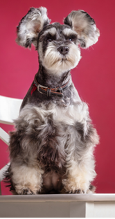 Miniature Schnauzer on a chair in the studio  Red background
