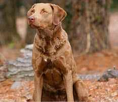 Portrait of typical Chesapeake Bay Retriever dog in the forest