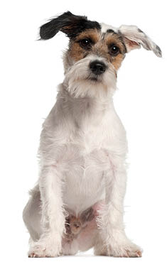 Fox Terrier puppy, 6 months old, sitting in front of white background