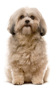Shih Tzu sitting in front of a white background