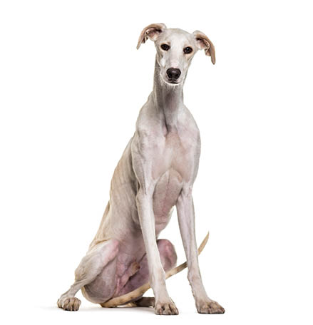  Spanish greyhound dog sitting, isolated