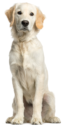 Golden retriever sitting in front of a white background