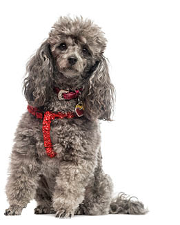 Poodle wearing a harnese