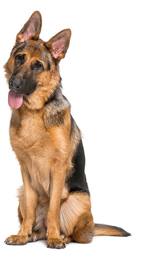 German Shepherd Dog