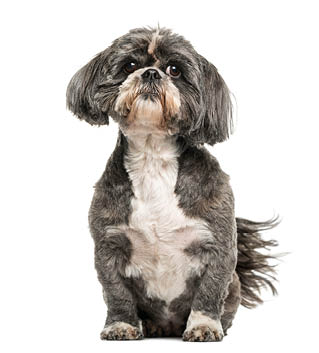 Shih Tzu