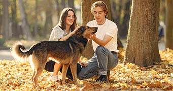 Couple in a park  Guy in a white t-shirt  Golden autumn  People with dog 