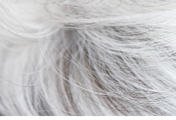 White dogs wool long fur background texture wallpaper 