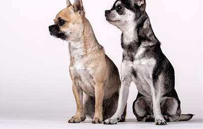 couple of chihuahuas dogs looking to the side