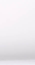 couple of chihuahuas dogs looking to the side