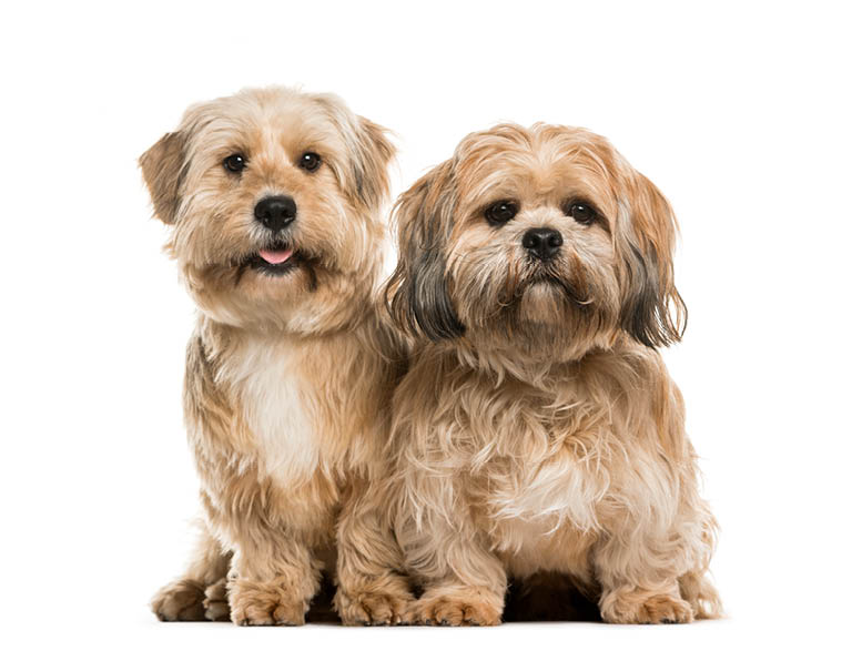 Two Lhasa Apso dogs sitting together, isolated