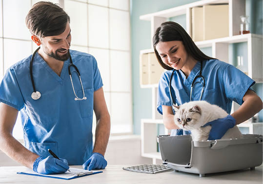 Beautiful young veterinarians are examining a cute cat 