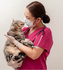 Veterinarian Doctor Asian woman Wearing medical mask with Cat in veterinary clinic during Epidemic virus Outbreak COVID-19  Pet health care and medical concept 