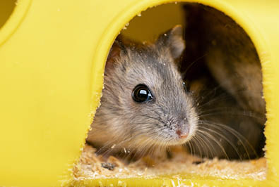 Small gray jungar hamster rat in yellow home cage 