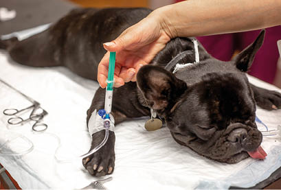 Dog in surgery room before surgery act under anesthesia, vet concept