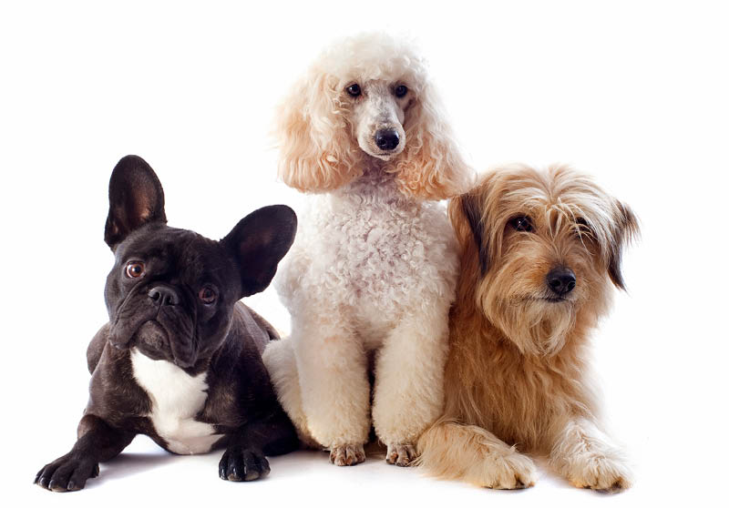 portrait of a pyrenean sheepdog, poodle and french bulldog in front of a white background
