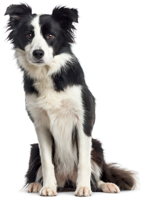 Black and white Border collie Dog sitting in front of the camera, isolated