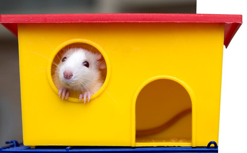 Funny young white and gray tame curious mouse hamster baby with shiny eyes looking from bright yellow cage window  Keeping pet friends at home, care and love to animals concept 