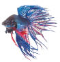 Blue siamese fighting fish, betta splendens isolated on white background