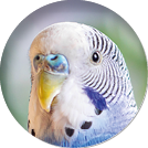 A beautiful wavy parrot of blue color sits without a cage  Tropical birds at home  Feathered favorites