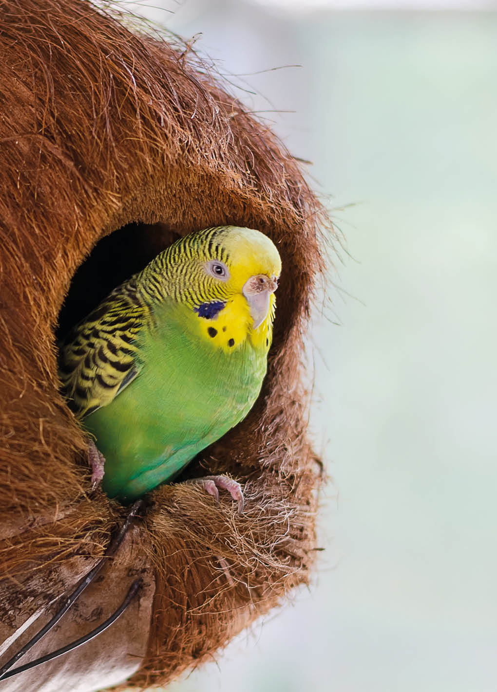 Green budgies nest in old brown coconut