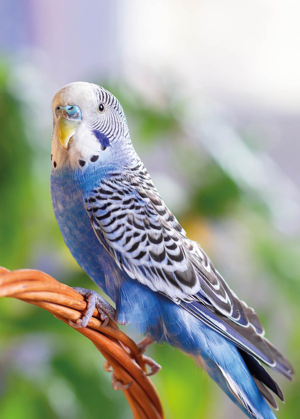 A beautiful wavy parrot of blue color sits without a cage  Tropical birds at home  Feathered favorites