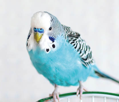Blue wavy budgie sitting on the cage on light background  One Cute colorful budgie in cage, indoors 