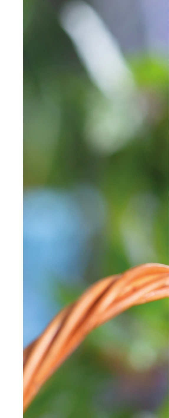 A beautiful wavy parrot of blue color sits without a cage  Tropical birds at home  Feathered favorites