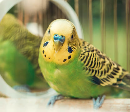 Green budgerigar parrot close up sits on cage near the mirror  Cute green budgie  