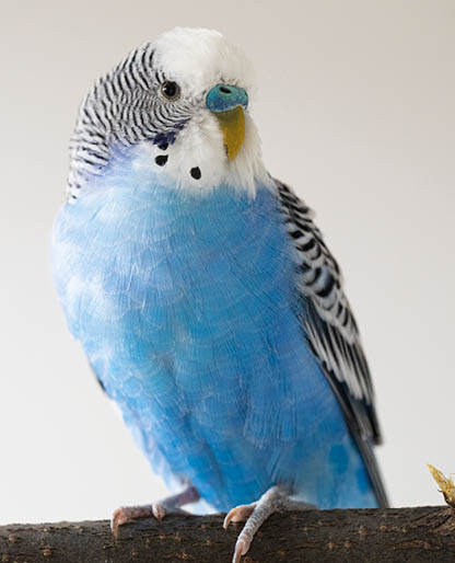 Melopsittacus undulatus  Blue wavy parrot on light background, portrait, closeup 