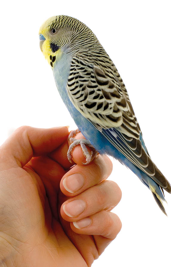 budgien in front of a white background