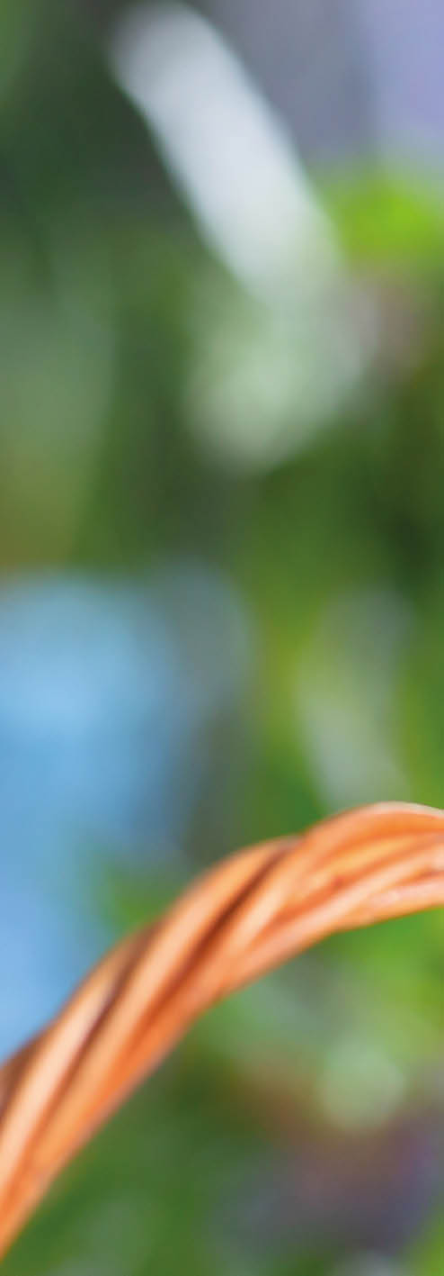 A beautiful wavy parrot of blue color sits without a cage  Tropical birds at home  Feathered favorites