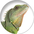 Chinese water dragon in front of white background