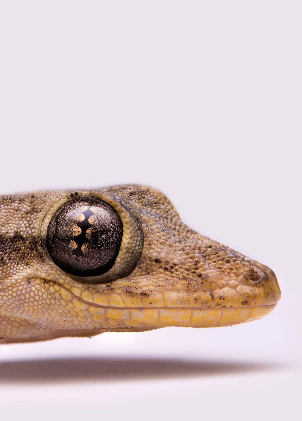 macro of lizard isolated 