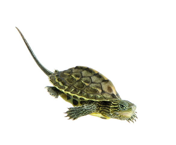 Turtle swimming in front of a white background