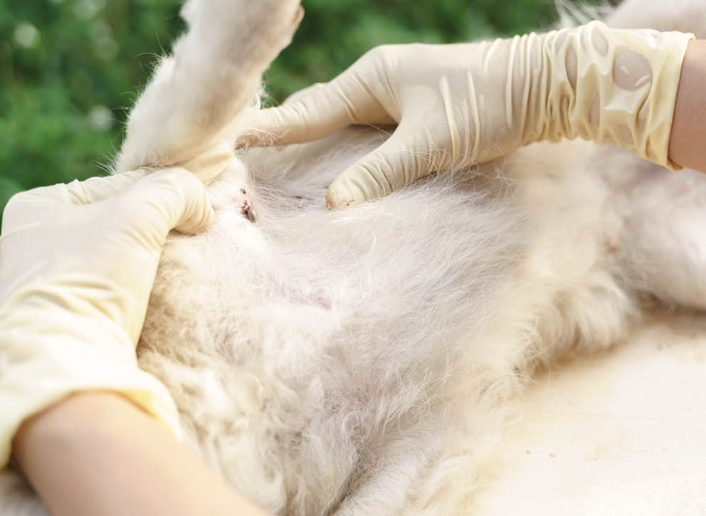 Hands finding full grown ticks white leeches blood on the dog