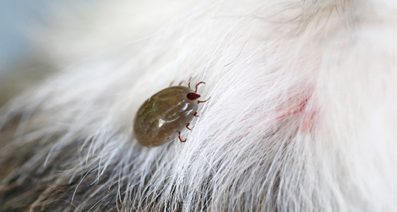 Big Tick on a dog in clearing,Sucking the blood of dogs and insect spreading pathogens 