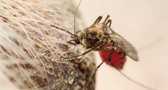 Zica virus aedes aegypti mosquito on dog skin - Dengue, Chikungunya, Mayaro fever