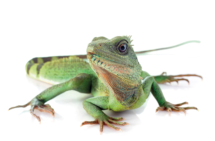 Chinese water dragon in front of white background