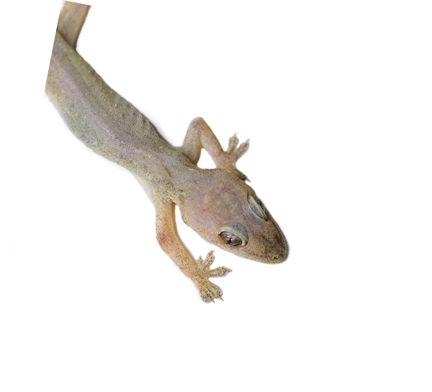 Close-up, Head Gecko,Lizard on an isolated White Background 